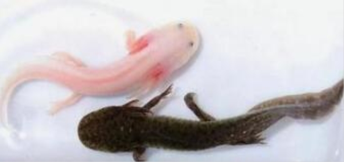 娃娃鱼吃什么食物家养