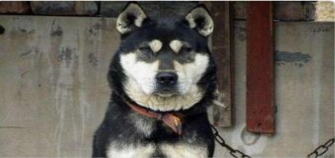 四眼铁包金的狗大忌