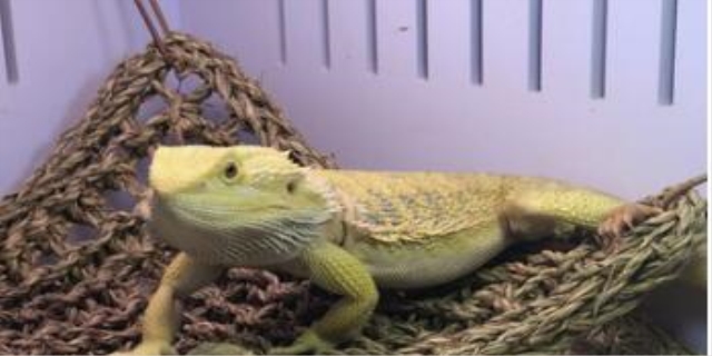 守宫蜥蜴认得主人吗