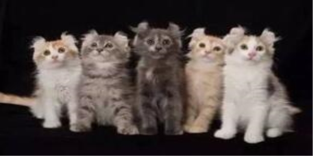 长不大的猫咪品种