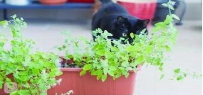 猫吃了猫薄荷会死吗