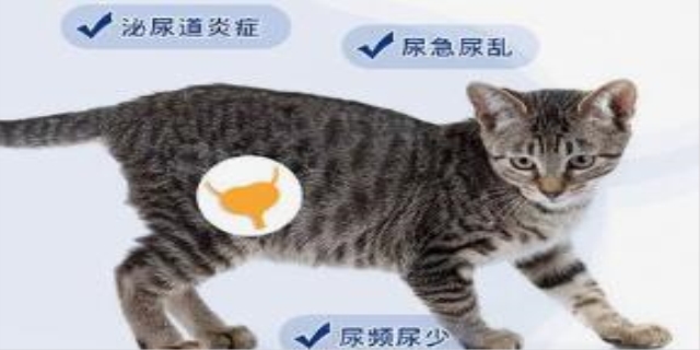 猫的尾巴翘起来什么意思