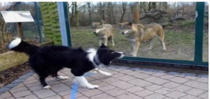 边牧认谁做第一主人