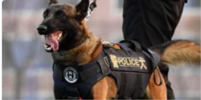 狗狗脚掌干裂发硬怎么办