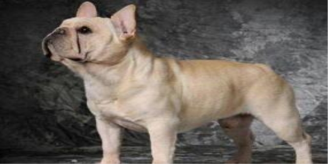 狗狗吃辣椒会致死吗