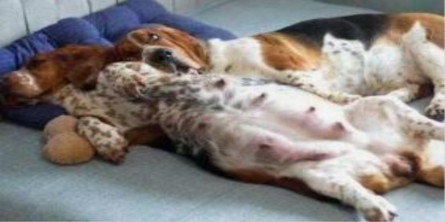 怀孕了可以养狗吗