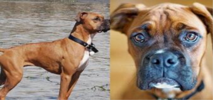 拳师犬为什么没人养