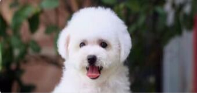 比熊几个月算成年犬