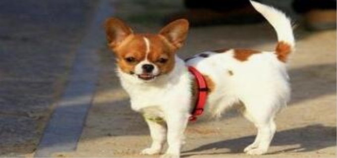 小狗感冒了用什么药