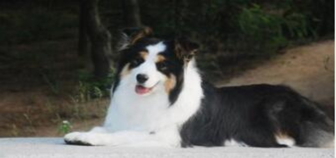 三色边牧是纯种么