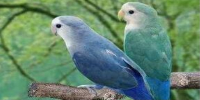 家里养鹦鹉对风水好吗