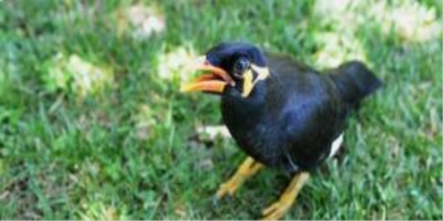 燕子死后家里会不好吗