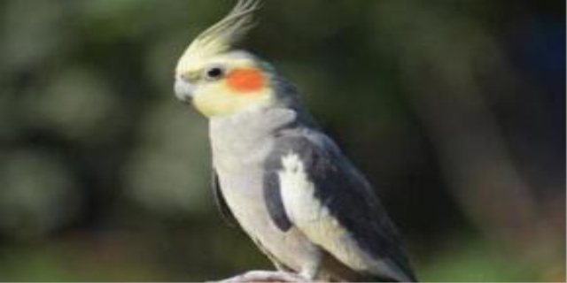 虎皮鹦鹉的智商有几岁