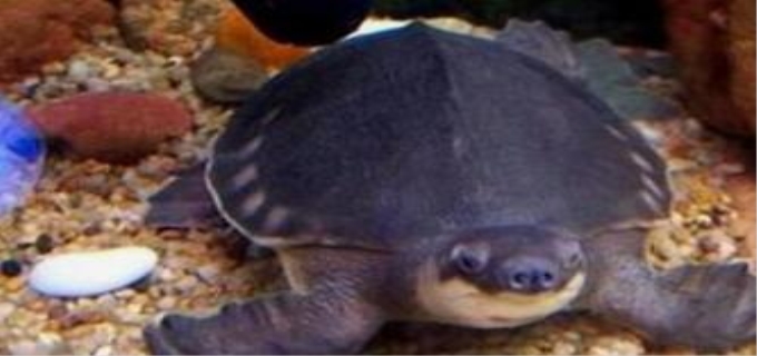 已经养了猪鼻龟怎么办