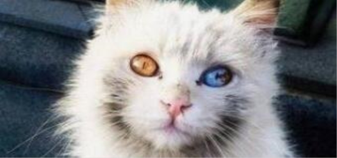 异瞳猫白猫大概多少钱一只