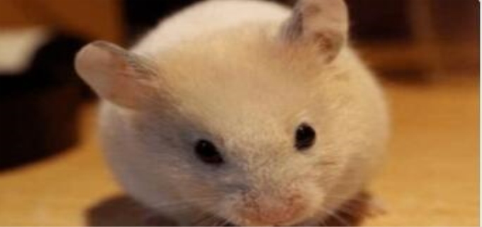 金丝熊可以用水洗澡吗