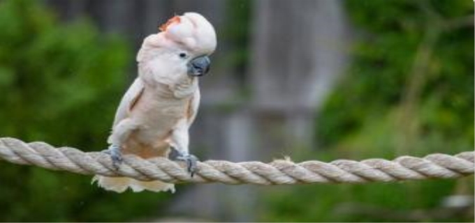 白鹦鹉多少钱一只