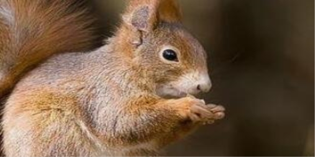 松鼠的智商相当于几岁