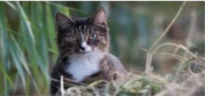 吾皇是什么品种的猫