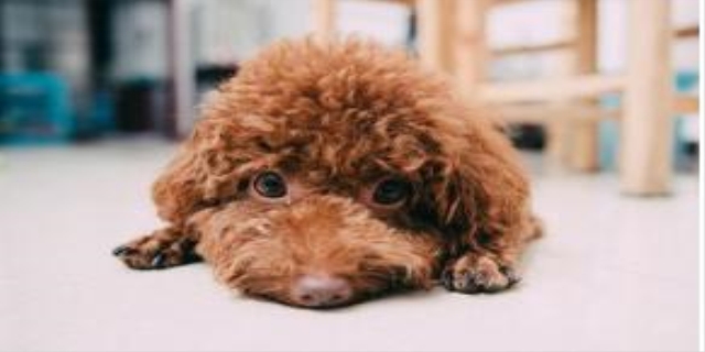 泰迪能吃西红柿吗