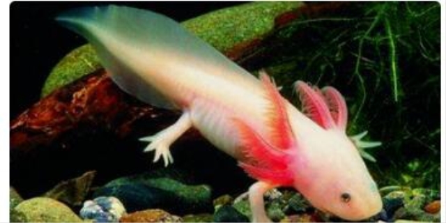 鱼烂尾巴怎么治疗