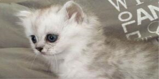 猫的眼睛有很多眼屎和泪水怎么回事