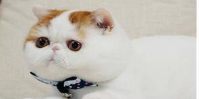 猫瘟流口水没救了