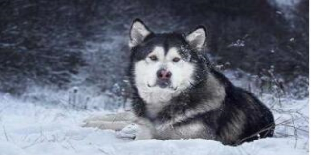 狗狗喝生鸡蛋的好处