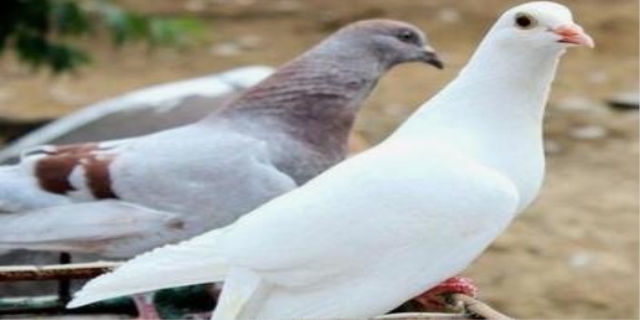 新手如何养鸽子