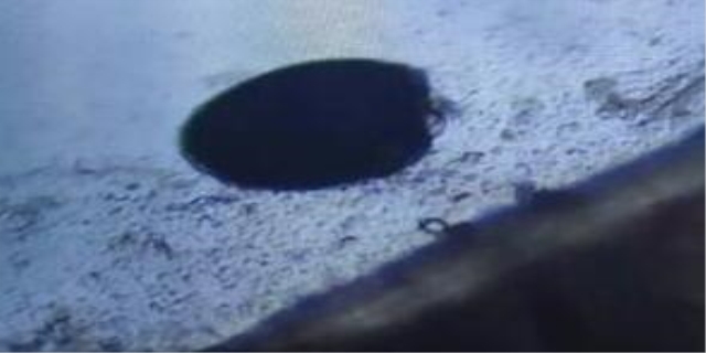 狗狗身上一只蜱虫会繁殖吗