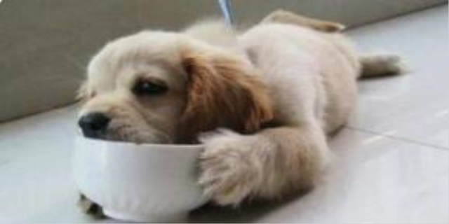 狗狗无精打采老趴着不吃东西