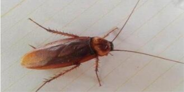 捕捉蟋蟀的方法