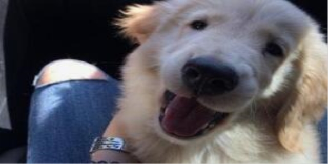 狗狗拉不出屎怎么办快速解决