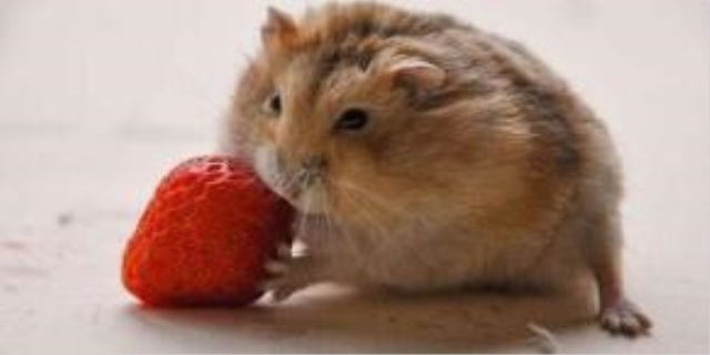 世界上最恶心的仓鼠