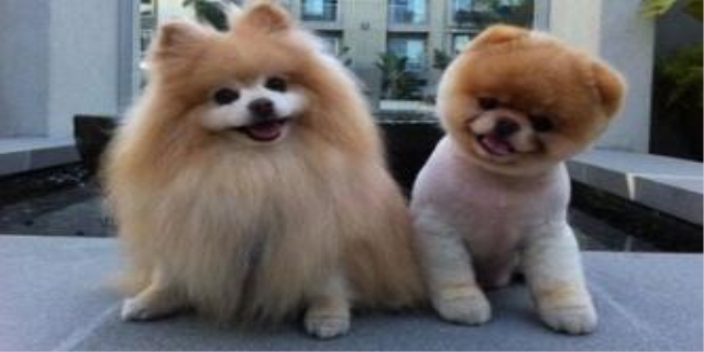 美国恶霸犬多少钱一只