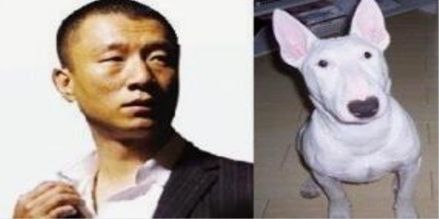 马犬多少钱一只幼犬