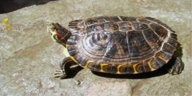 养草龟放多少水最好