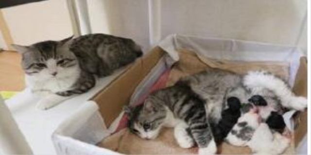 猫咪生完小猫后还流血