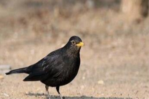 八哥公的好还是母的好