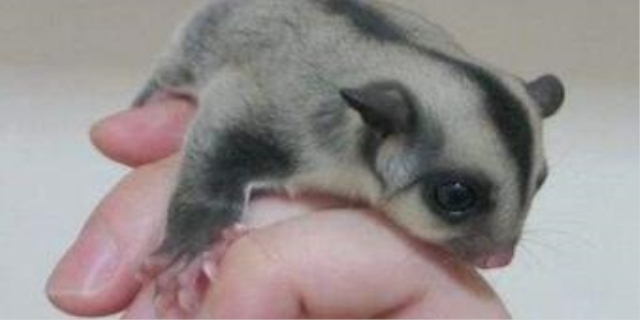 蜜袋鼯为什么容易暴毙