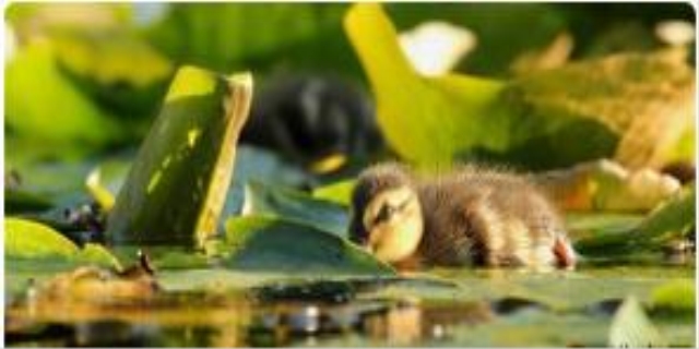 蜗牛一般在什么地方可以找到