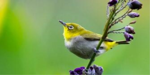 绣眼鸟的养殖方法和注意事项