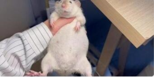 千万别养花枝鼠