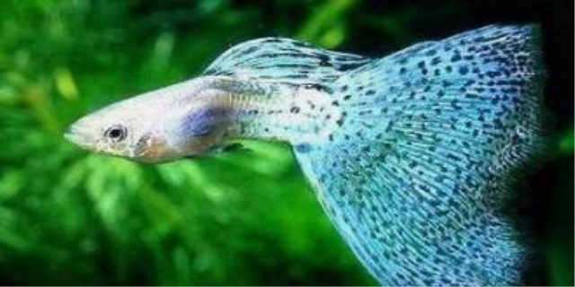 孔雀鱼小鱼苗多久能长大