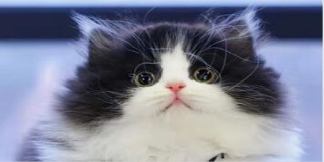 小猫一直睡觉有问题吗