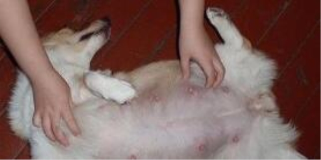 狗狗拉出来的蛔虫怎么处理