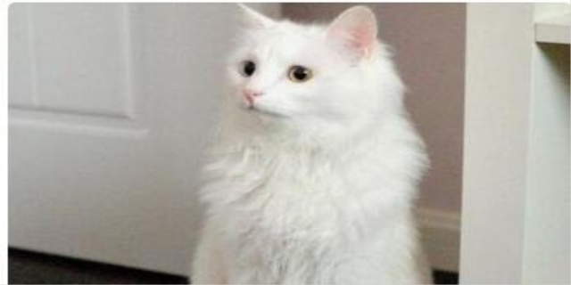 猫鼻子一直是干的但很活泼