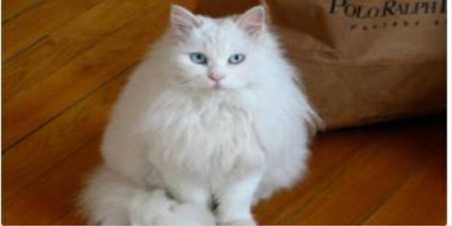 猫咪尿不出来有什么办法