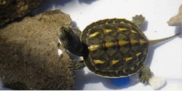 乌龟怎么养才能活得长久