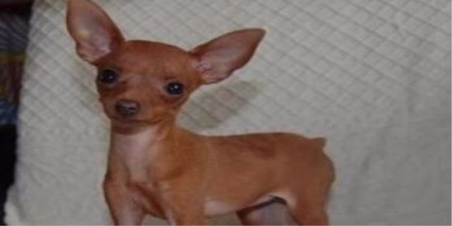 世界上最小的马